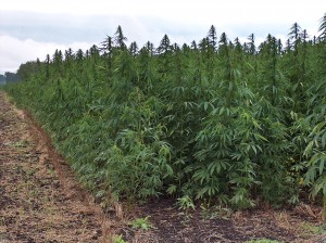 Industrial hemp